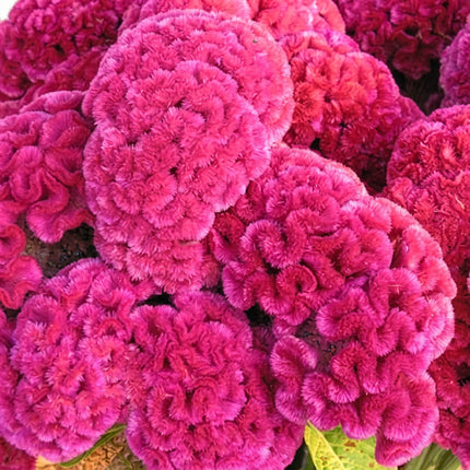 Celosia Cramer's Series Seeds – Heirloom Sprouted Cockscomb Cut Flower Classic