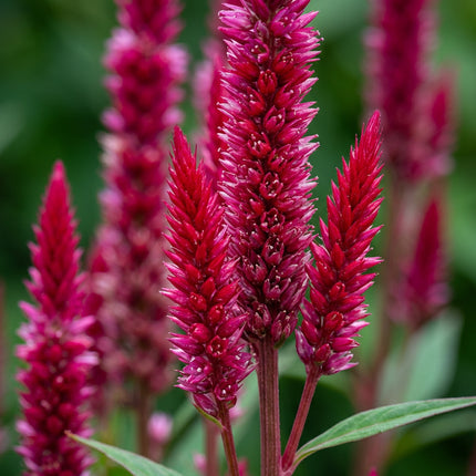 Celosia Cramer's Series Seeds – Heirloom Sprouted Cockscomb Cut Flower Classic