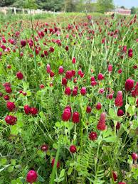 Crimson Clover