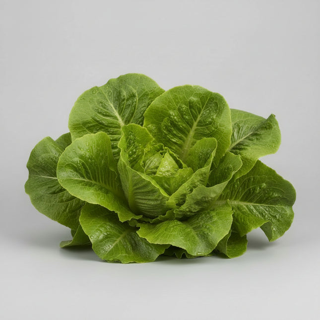 Lechuga, menta crujiente