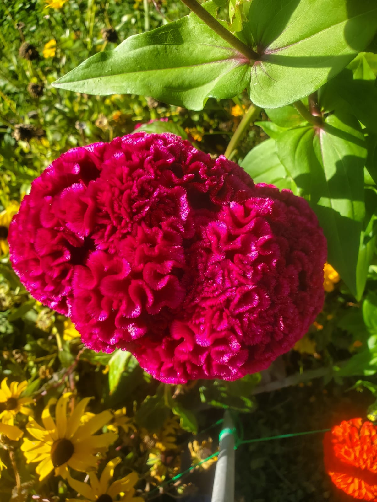 Celosia, Chief Hot Pink