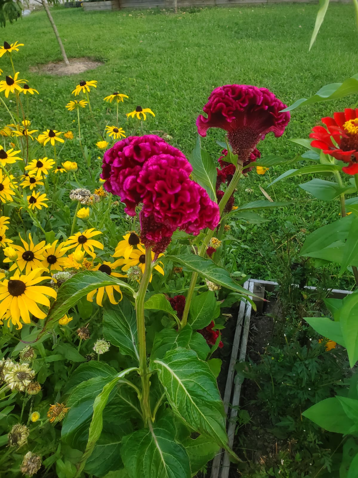 Celosia, Chief Hot Pink