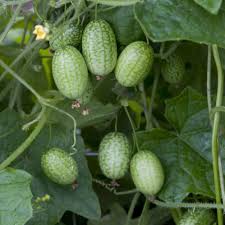 Cucamelon