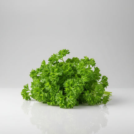 Curled Leaf Celery Seeds – Heirloom Aromatic Cutting & Soup Celery