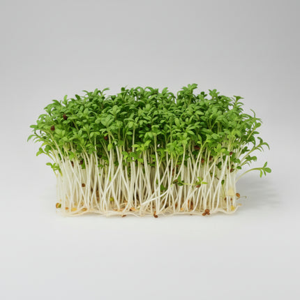 Cress Curled Peppergrass Seeds – Heirloom Fast-Growing Zesty Favorite