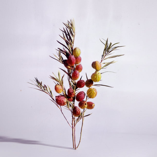 African Milkweed Cottonbush Seeds – Heirloom Monarch Host Classic