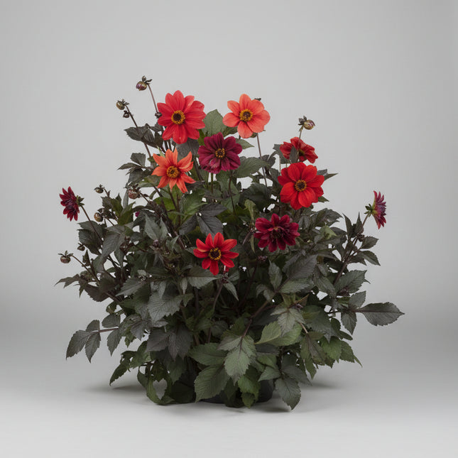 Dahlia Bishop’s Children Seeds – Heirloom Dark Foliage Specialty Favorite