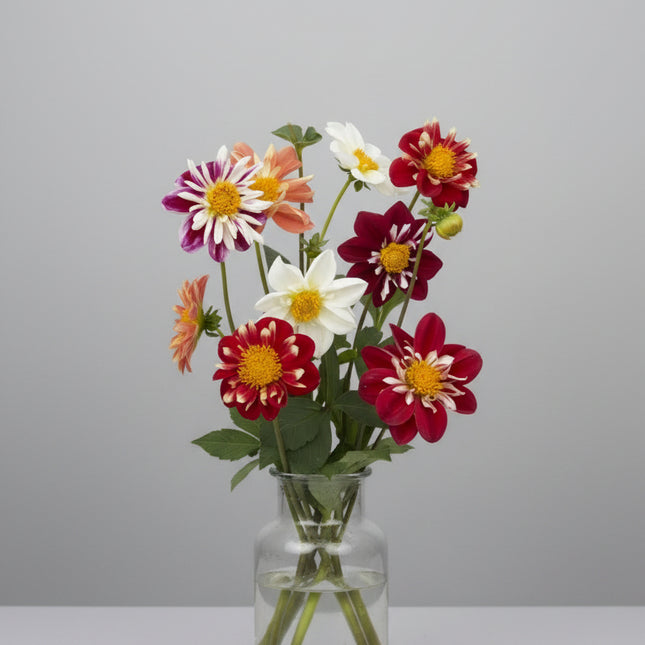 Dahlia Dandy Mix Seeds – Heirloom Collarette Specialty Favorite