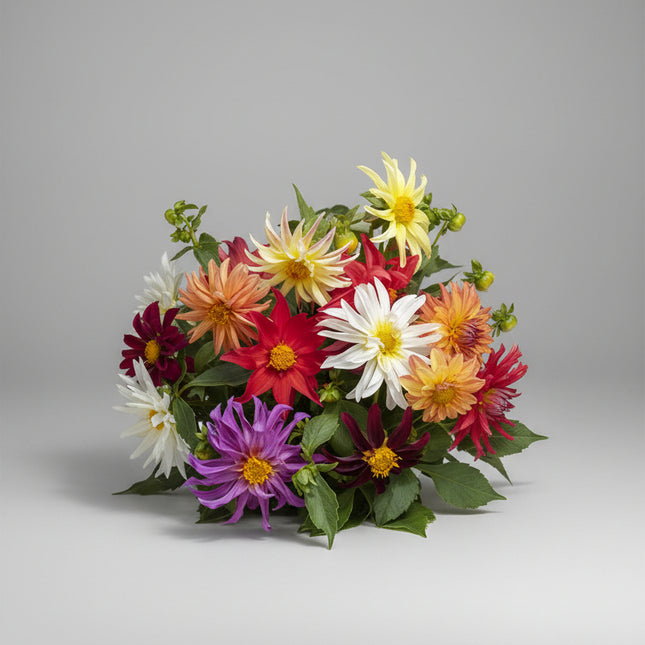 Dahlia Dwarf Cactus Mix Seeds – Heirloom Compact Quilled Specialty