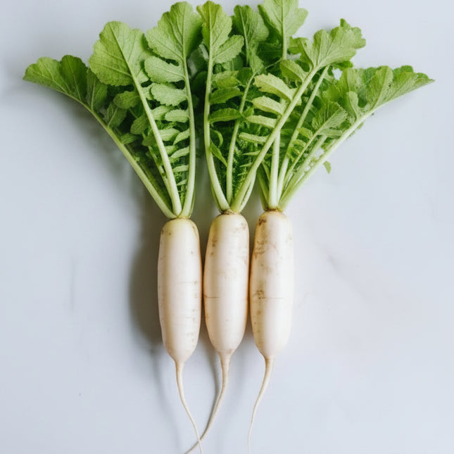 Radish Daikon Seeds – Heirloom Japanese White Root