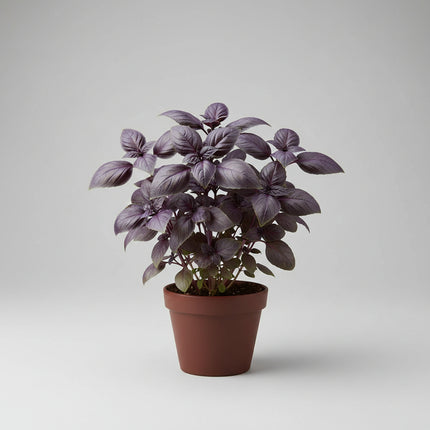 Basil Dark Opal Seeds – Heirloom Ornamental & Culinary Herb