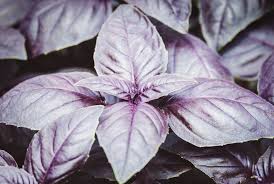 Basil, Dark Opal