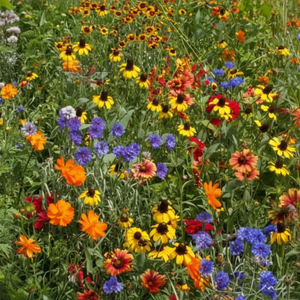 A dense patch of mixed wildflowers in a field, including yellow, orange, red, purple, and blue blossoms with green foliage.