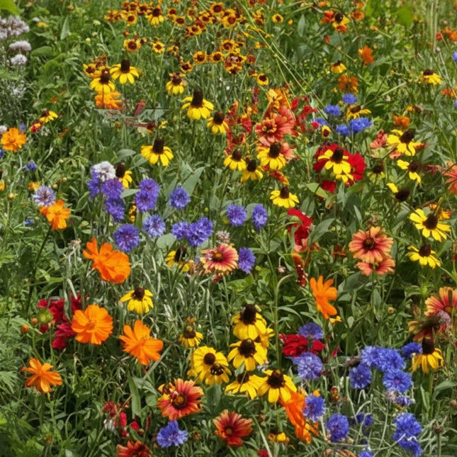 A dense patch of mixed wildflowers in a field, including yellow, orange, red, purple, and blue blossoms with green foliage.