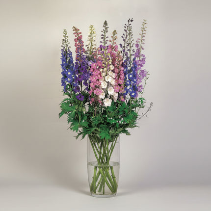 Delphinium Pacific Giant Seeds – Heirloom Multicolored Perennial Classic