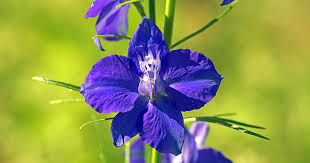 Larkspur