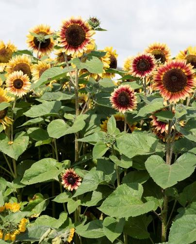 Sunflower, Desert Sun