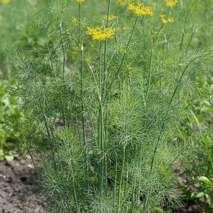 Dill Seeds – Heirloom Aromatic Culinary & Pollinator Favorite