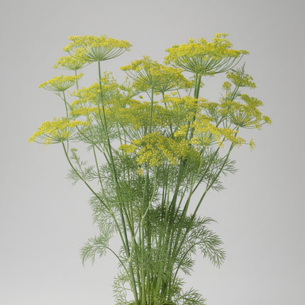 Dill Seeds – Heirloom Aromatic Culinary & Pollinator Favorite
