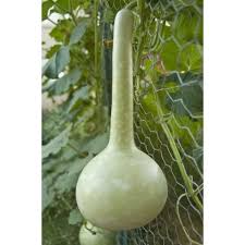 Gourd, "DIPPER"