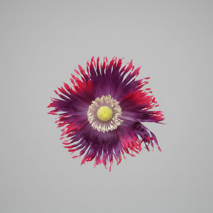 Poppy Drama Queen Mixed Seeds – Heirloom Dramatic Fringed Classic