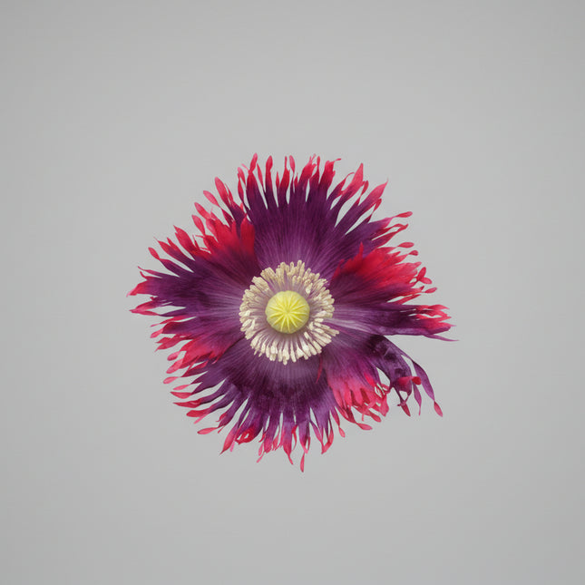Poppy Drama Queen Mixed Seeds – Heirloom Dramatic Fringed Classic