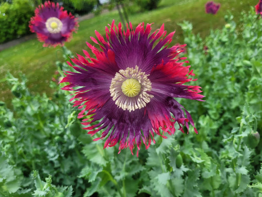 Poppy, la reine du drame