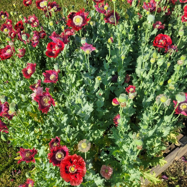 Poppy Drama Queen Mixed Seeds – Heirloom Dramatic Fringed Classic