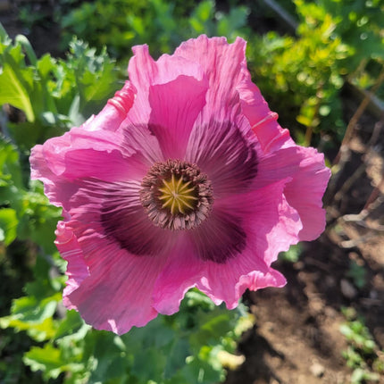 Poppy Drama Queen Mixed Seeds – Heirloom Dramatic Fringed Classic