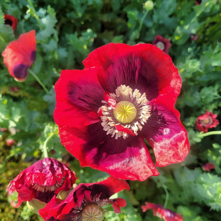 Poppy Drama Queen Mixed Seeds – Heirloom Dramatic Fringed Classic