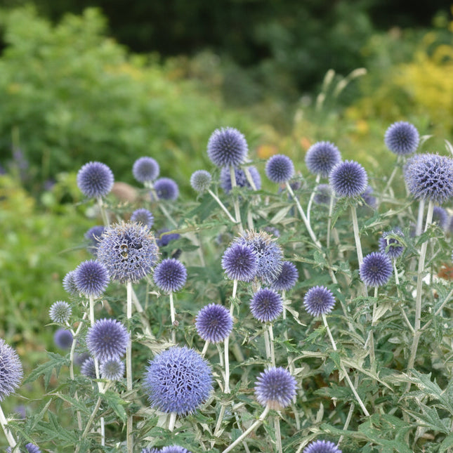 Globe Thistle Blue Seeds – Heirloom Perennial Classic