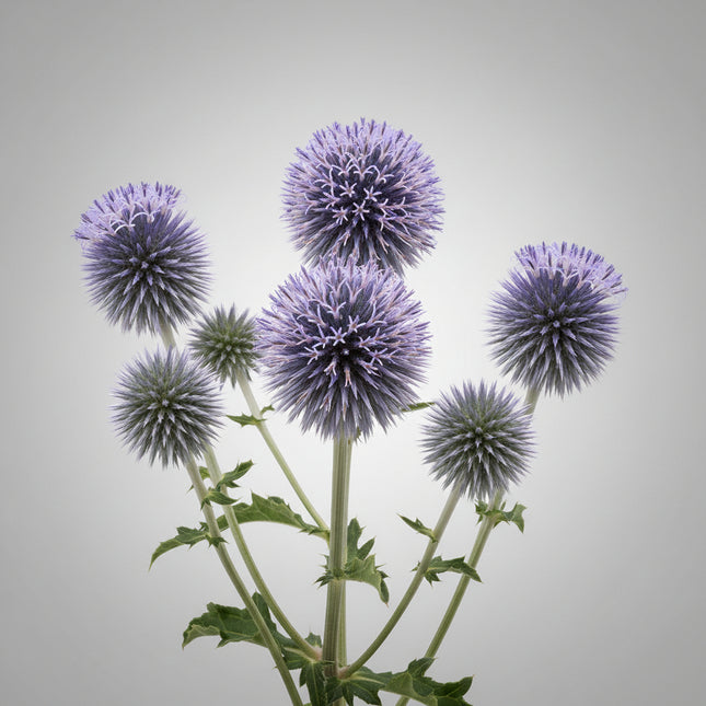 Globe Thistle Blue Seeds – Heirloom Perennial Classic