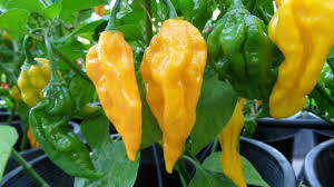 Pepper, Fatalii