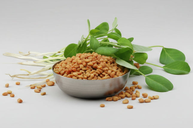 Fenugreek Seeds – Heirloom Aromatic Herb & Microgreen