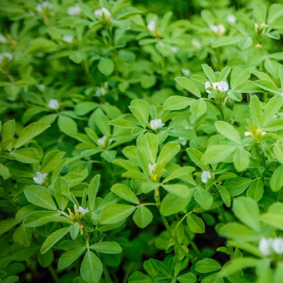 Fenugreek Seeds – Heirloom Aromatic Herb & Microgreen