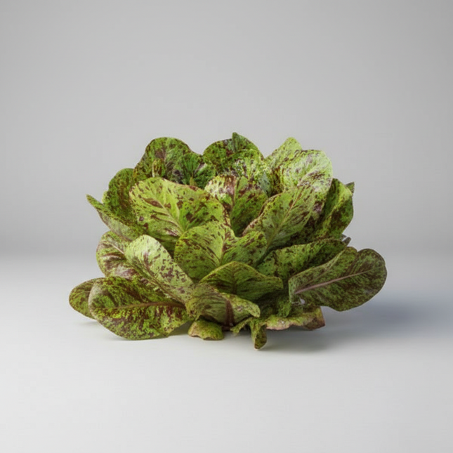 Lechuga, Forellenschluss