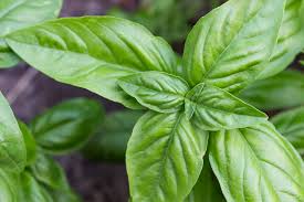 Basil, Genovese