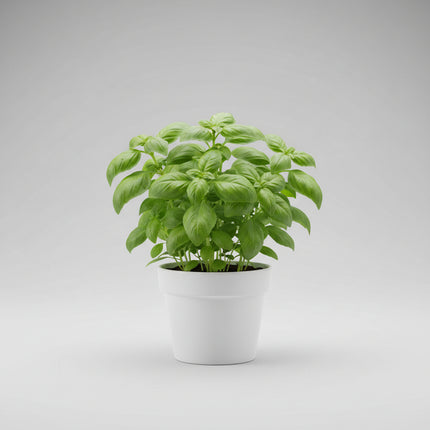 Basil Genovese Seeds – Heirloom Authentic Italian Classic