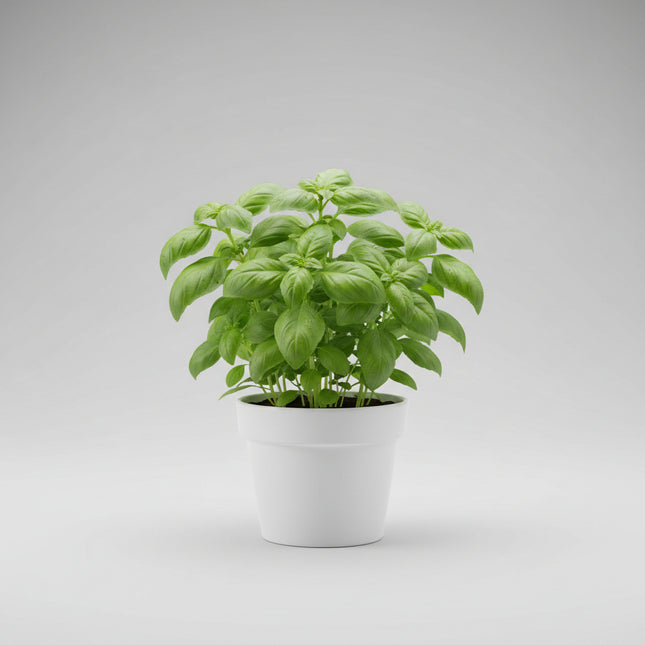 Basil Genovese Seeds – Heirloom Authentic Italian Classic