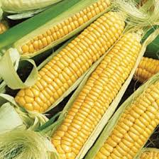 Corn, Sweet Golden Bantam