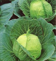 Cabbage, Golden Acre