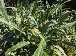 Artichoke, Green Globe