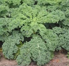 Kale, Green