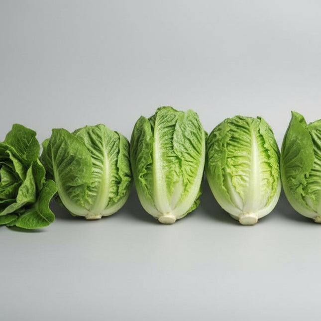 Lechuga, lechuga romana verde