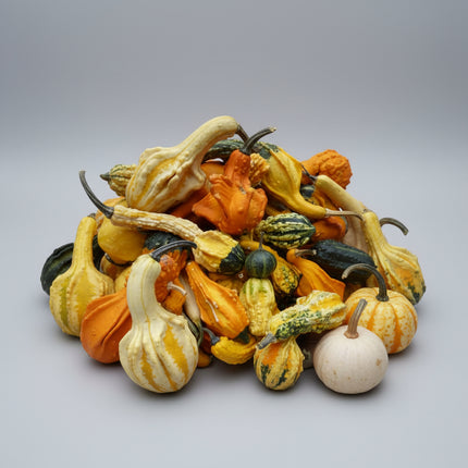 Gourd Gremlins Mixed Seeds – Heirloom Unique Craft Variety