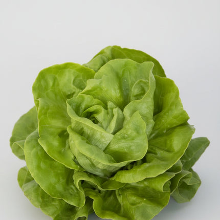 Lettuce Gustav's Salad Seeds – Heirloom Dutch Butterhead Classic