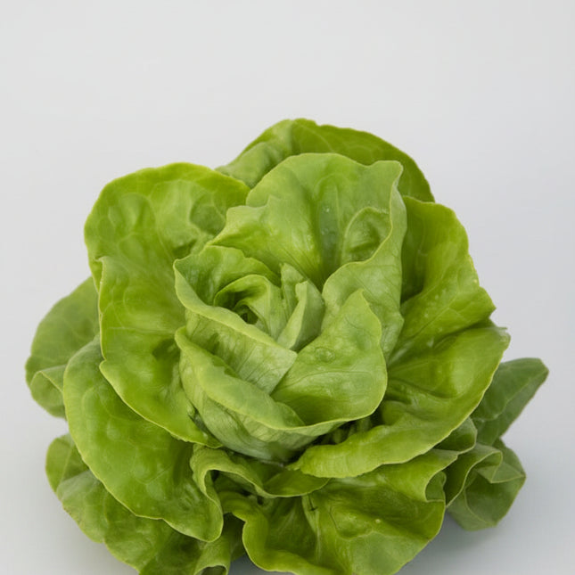 Lettuce Gustav's Salad Seeds – Heirloom Dutch Butterhead Classic