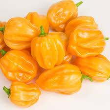 Pepper, Yellow Habanero