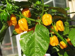 Pepper, Yellow Habanero