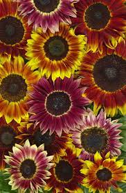 Sunflower, Harlequin